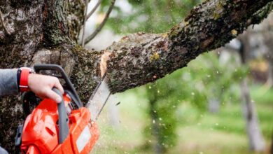 the-importance-of-professional-tree-removal-services