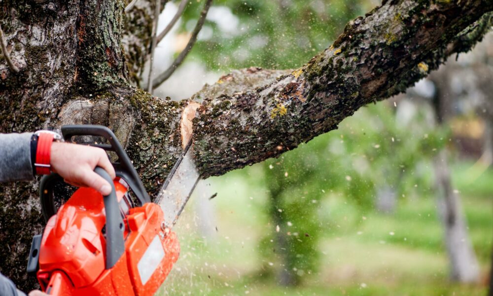 the-importance-of-professional-tree-removal-services